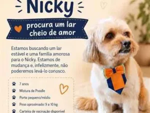 Cachorro raça Poodle idade 6 ou mais anos nome Nicky