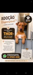Thor