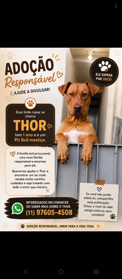 Cachorro raça SRD-ViraLata idade 1 ano nome Thor