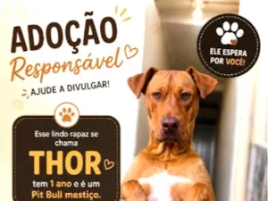 Cachorro raça SRD-ViraLata idade 1 ano nome Thor