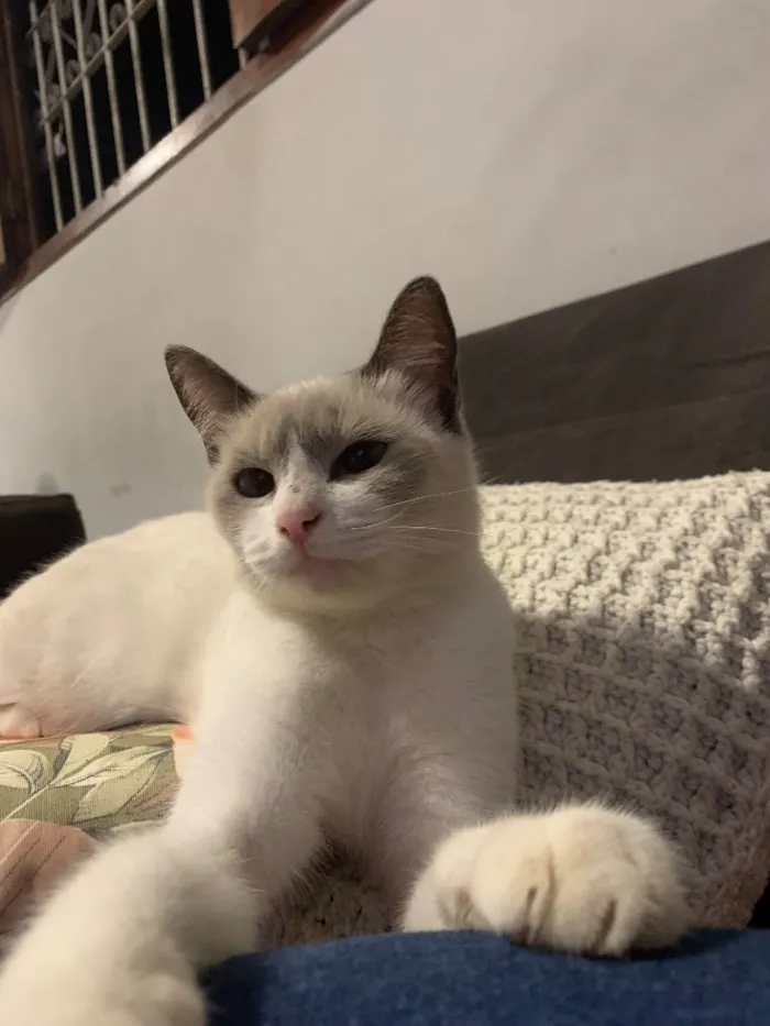 Gato raça SRD-ViraLata idade 1 ano nome Maria Joaquina