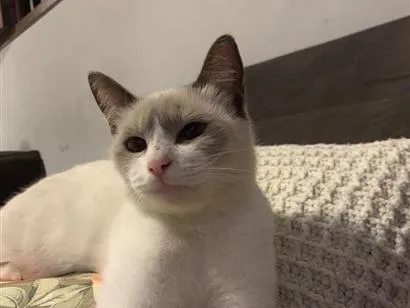Gato raça SRD-ViraLata idade 1 ano nome Maria Joaquina