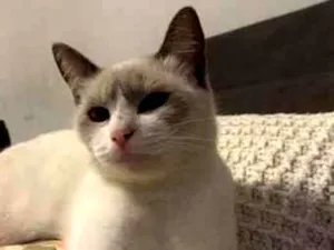Gato raça SRD-ViraLata idade 1 ano nome Maria Joaquina
