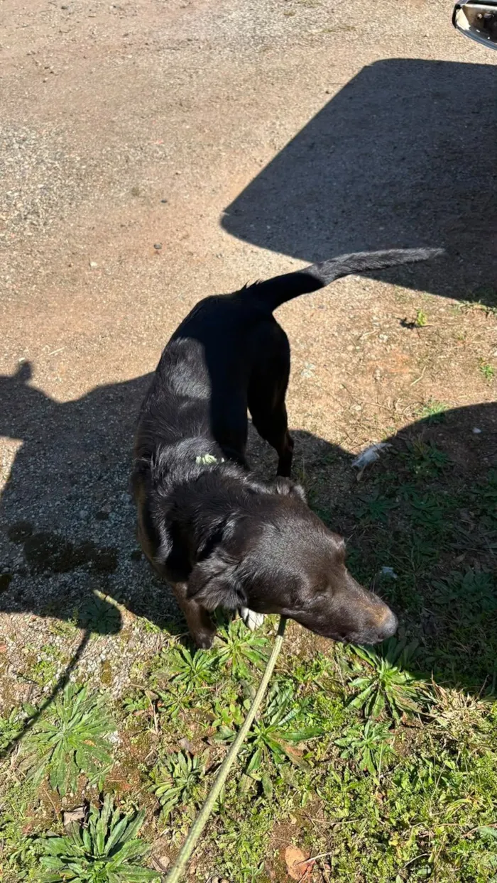 Cachorro raça SRD-ViraLata idade 2 anos nome Vitoria