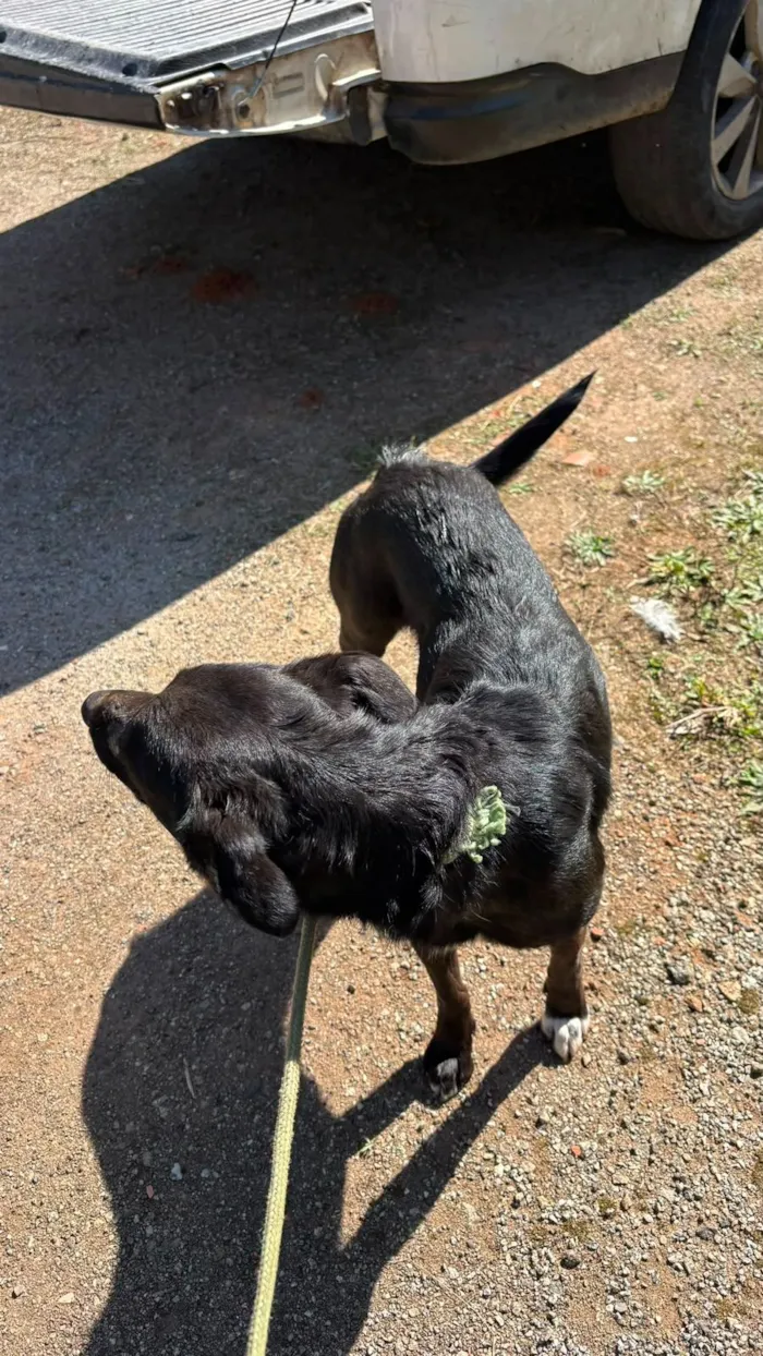 Cachorro raça SRD-ViraLata idade 2 anos nome Vitoria