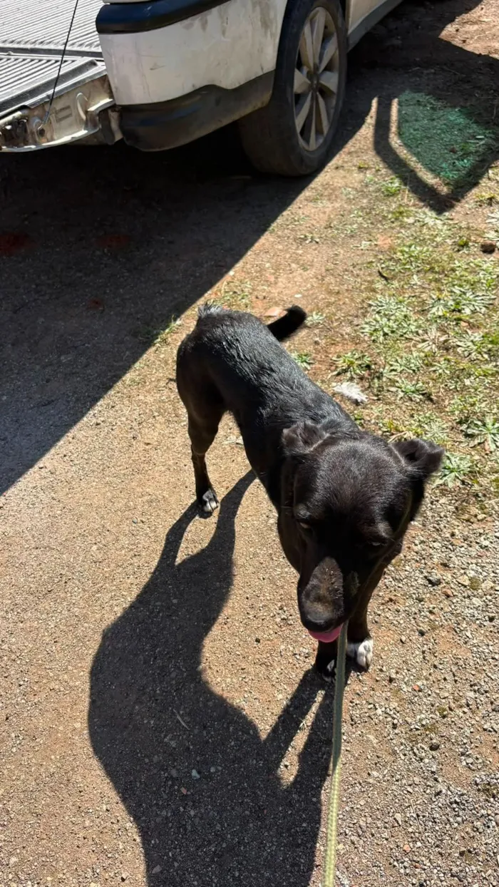 Cachorro raça SRD-ViraLata idade 2 anos nome Vitoria