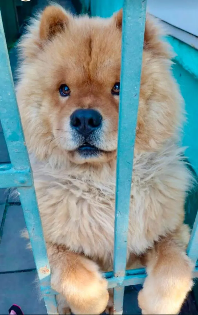 Cachorro raça SRD-ViraLata idade 2 a 6 meses nome Otávio 