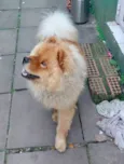 Otávio 