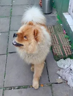 Cachorro raça SRD-ViraLata idade 2 a 6 meses nome Otávio 