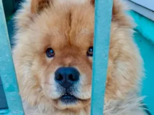 Cachorro raça SRD-ViraLata idade 2 a 6 meses nome Otávio 
