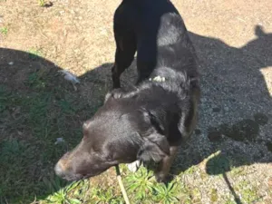 Cachorro raça SRD-ViraLata idade 2 anos nome Vitoria