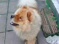 Cachorro raça SRD-ViraLata idade 2 a 6 meses nome Otávio 