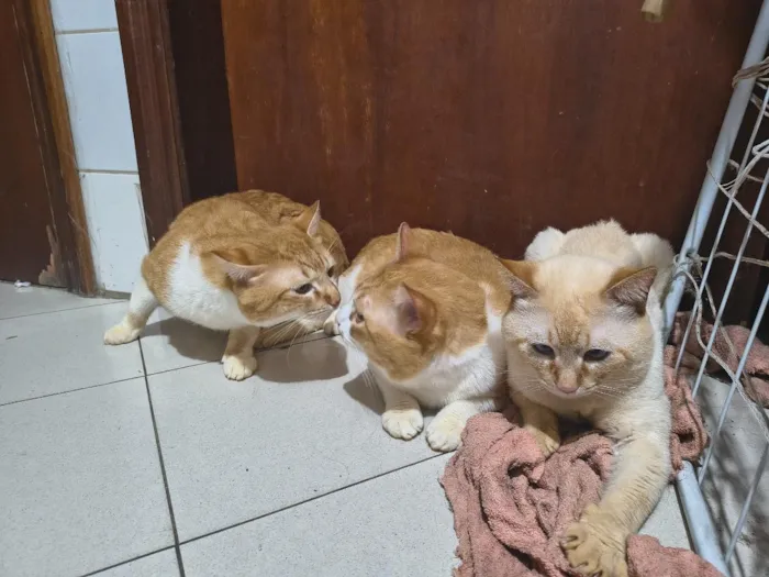 Gato raça SRD-ViraLata idade 3 anos nome Num-Dum dum e Luke 