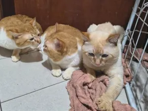 Gato raça SRD-ViraLata idade 3 anos nome Num-Dum dum e Luke 