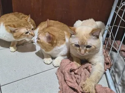 Gato raça SRD-ViraLata idade 3 anos nome Num-Dum dum e Luke 