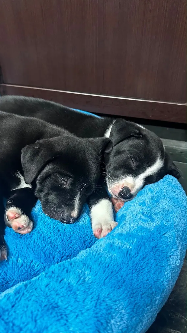 Cachorro raça SRD-ViraLata idade Abaixo de 2 meses nome Filhotes