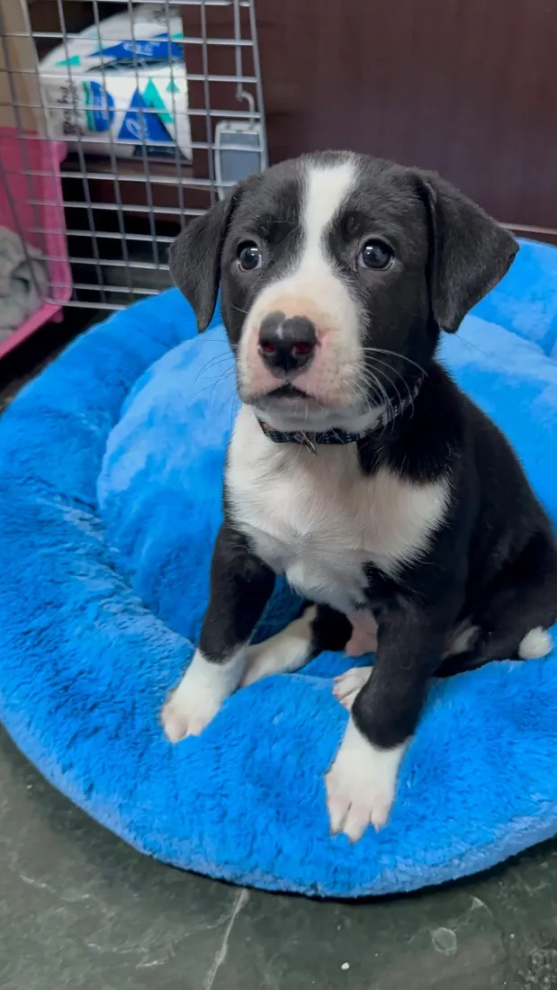 Cachorro raça SRD-ViraLata idade Abaixo de 2 meses nome Filhotes