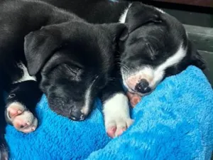 Cachorro raça SRD-ViraLata idade Abaixo de 2 meses nome Filhotes
