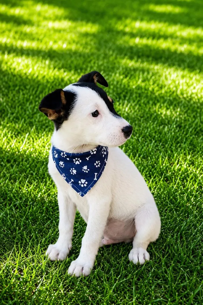 Cachorro raça SRD-ViraLata idade 2 a 6 meses nome Jerônimo 