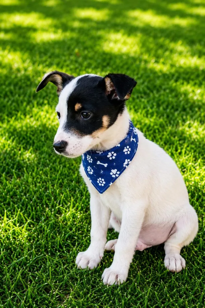 Cachorro raça SRD-ViraLata idade 2 a 6 meses nome Jerônimo 