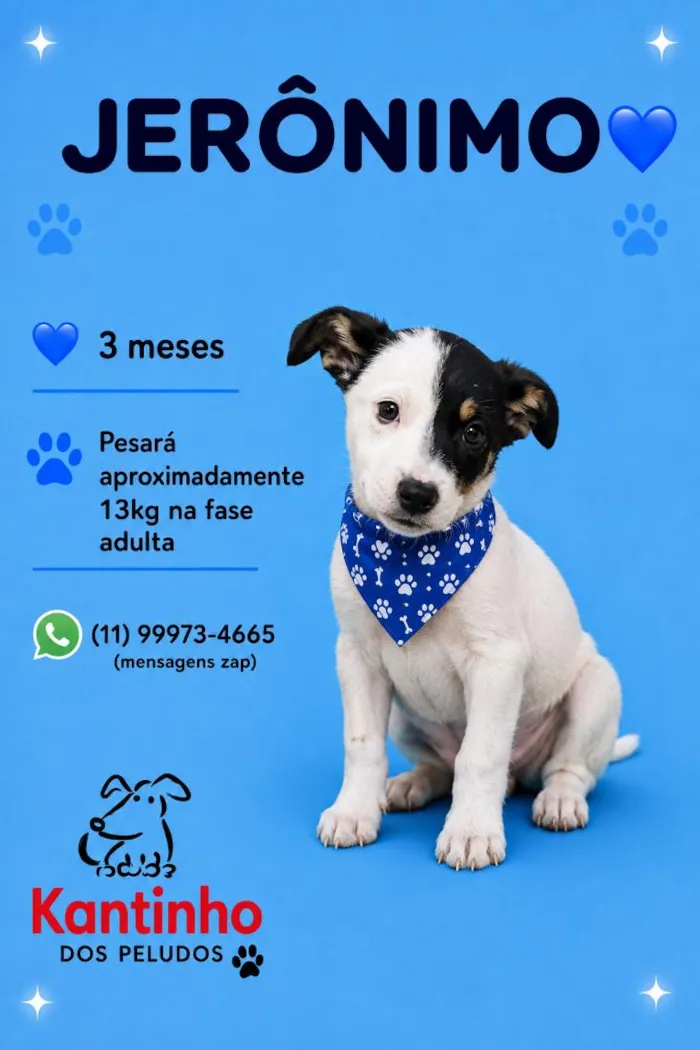 Cachorro raça SRD-ViraLata idade 2 a 6 meses nome Jerônimo 