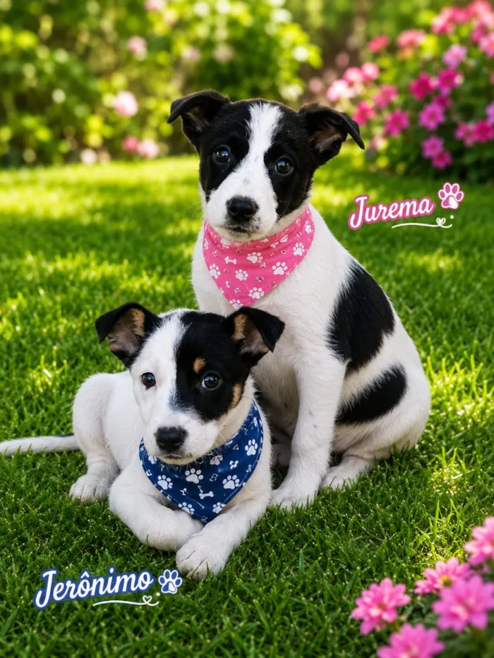 Cachorro raça SRD-ViraLata idade 2 a 6 meses nome Jerônimo 