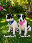 Jerônimo 