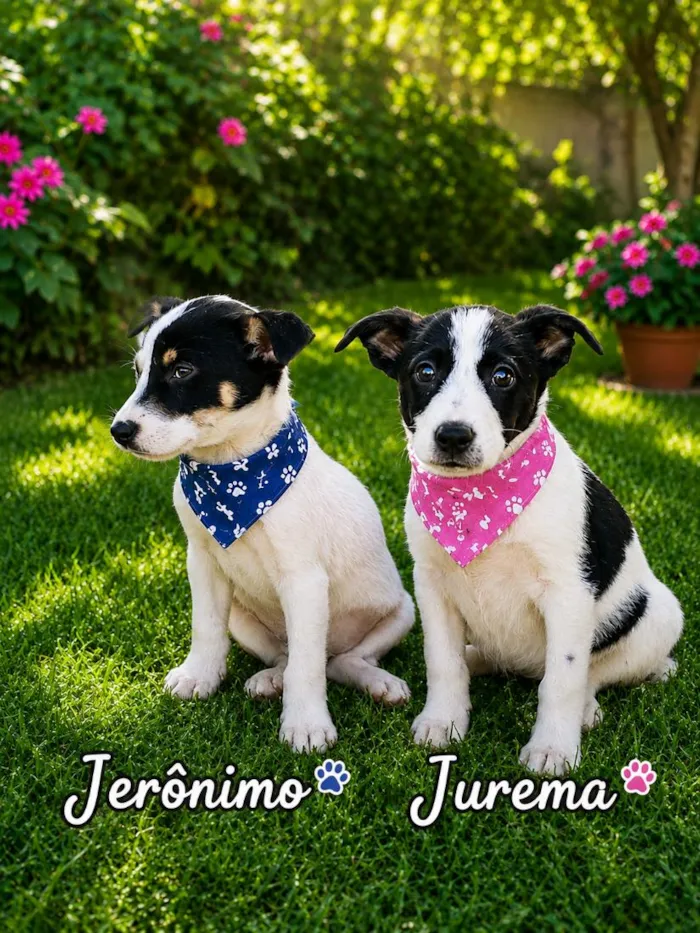 Cachorro raça SRD-ViraLata idade 2 a 6 meses nome Jerônimo 