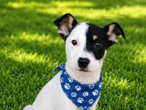 Cachorro raça SRD-ViraLata idade 2 a 6 meses nome Jerônimo 