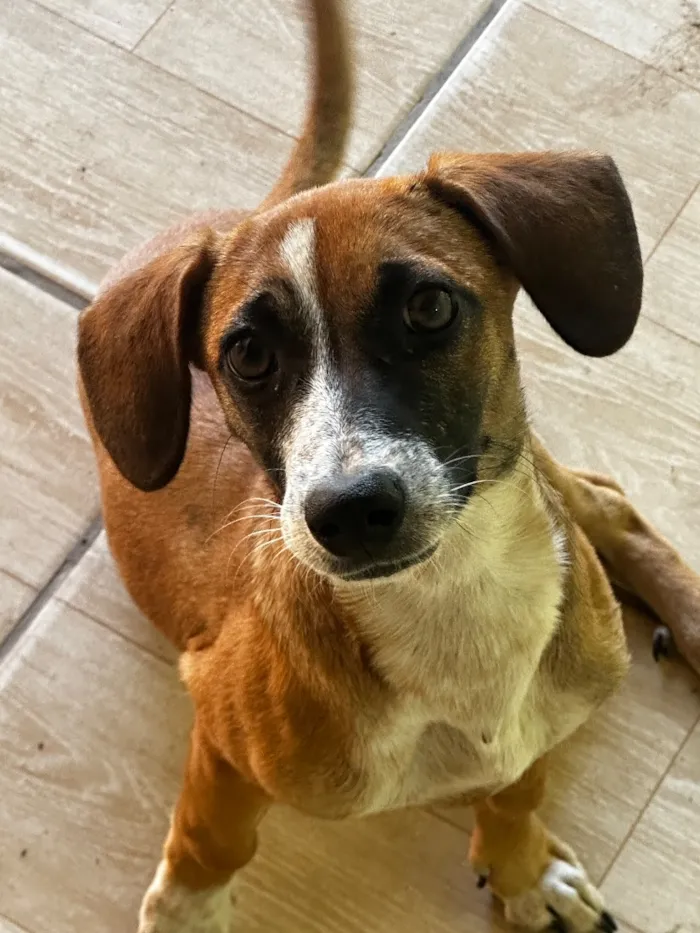 Cachorro raça SRD-ViraLata idade 7 a 11 meses nome Nina 