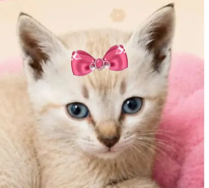 Gato raça Siamês idade 2 a 6 meses nome Nina