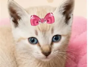 Gato raça Siamês idade 2 a 6 meses nome Nina