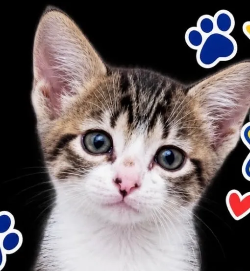 Gato raça SRD-ViraLata idade 2 a 6 meses nome Pingo