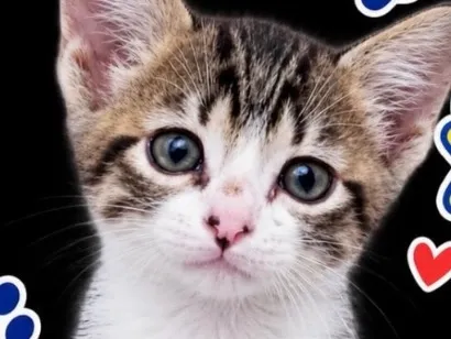 Gato raça SRD-ViraLata idade 2 a 6 meses nome Pingo