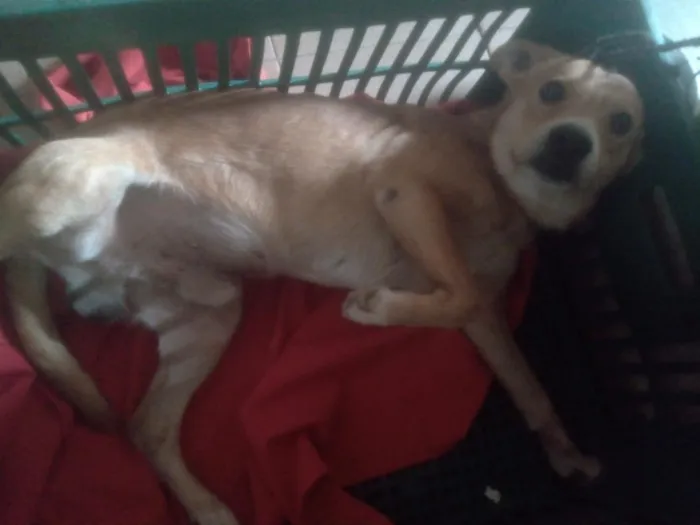 Cachorro raça SRD-ViraLata idade 5 anos nome betoven 