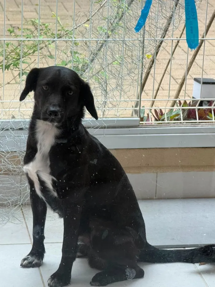 Cachorro raça SRD-ViraLata idade 7 a 11 meses nome Claudio