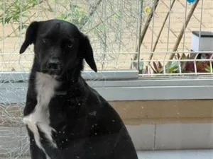 Cachorro raça SRD-ViraLata idade 7 a 11 meses nome Claudio