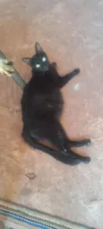 Gatos macho e fêmeas