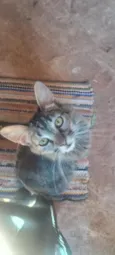 Gatos macho e fêmeas