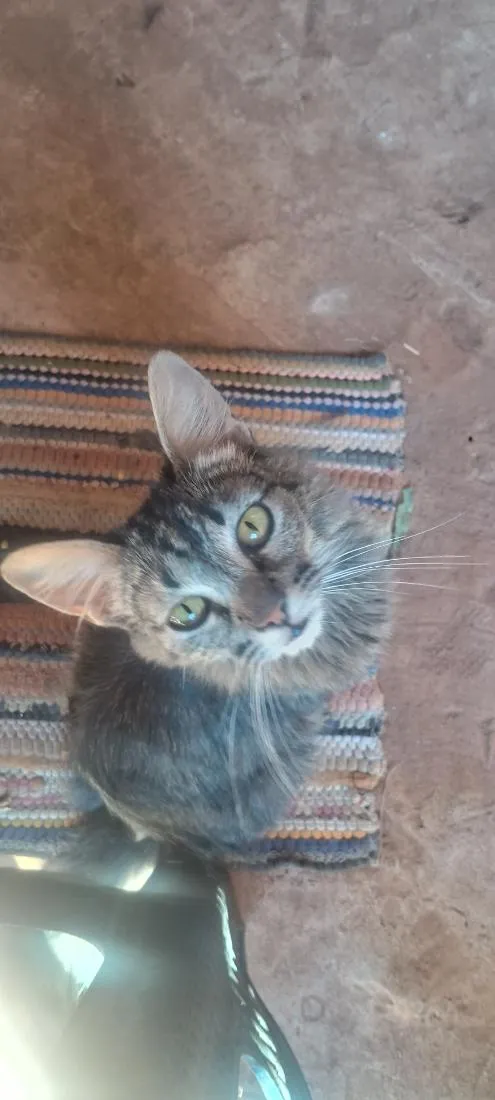 Gato raça SRD-ViraLata idade 1 ano nome Gatos macho e fêmeas