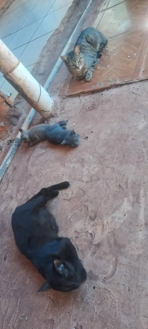 Gato raça SRD-ViraLata idade 1 ano nome Gatos macho e fêmeas