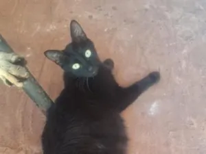 Gato raça SRD-ViraLata idade 1 ano nome Gatos macho e fêmeas