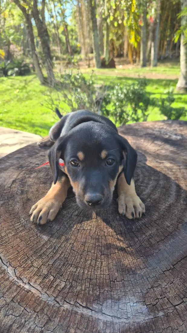 Cachorro raça SRD-ViraLata idade Abaixo de 2 meses nome Pulguinha