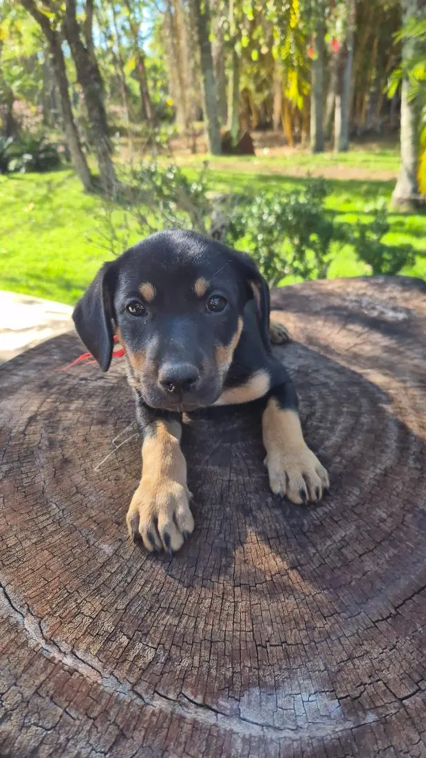 Cachorro raça SRD-ViraLata idade Abaixo de 2 meses nome Pulguinha