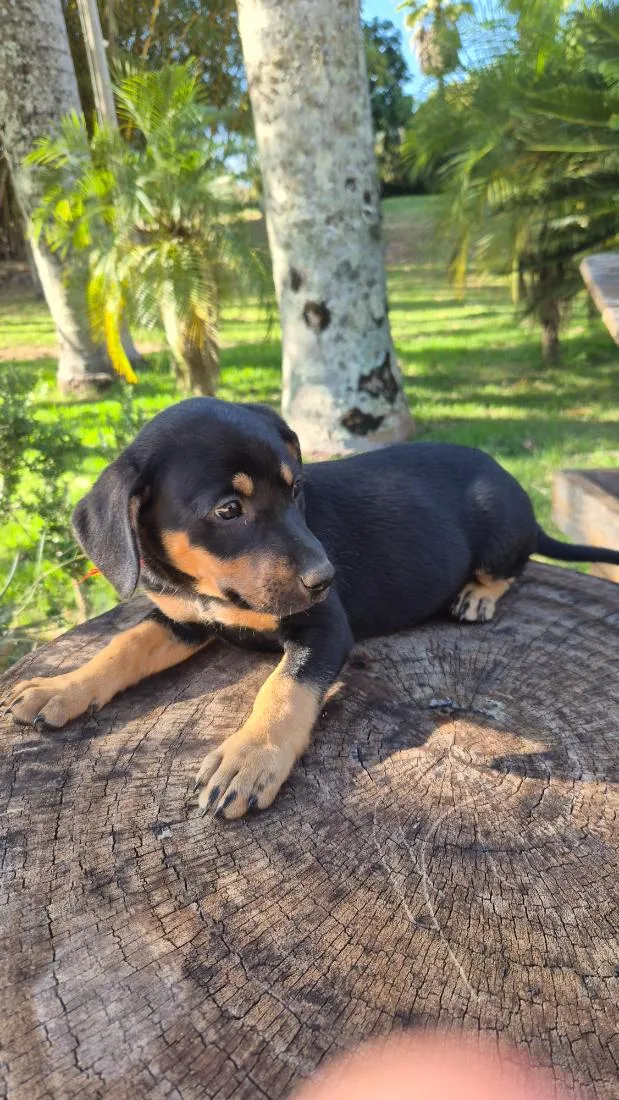 Cachorro raça SRD-ViraLata idade Abaixo de 2 meses nome Pulguinha