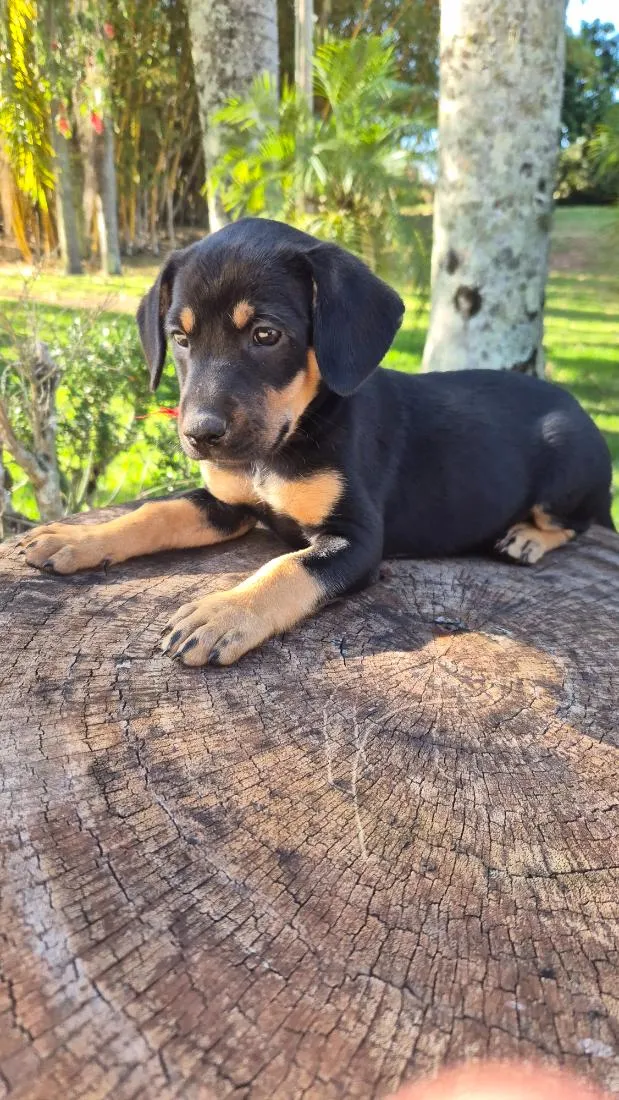 Cachorro raça SRD-ViraLata idade Abaixo de 2 meses nome Pulguinha