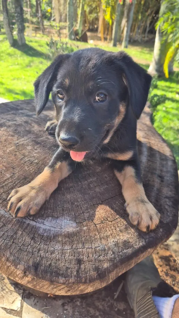 Cachorro raça SRD-ViraLata idade Abaixo de 2 meses nome Amora