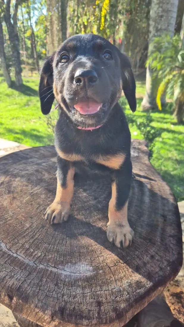 Cachorro raça SRD-ViraLata idade Abaixo de 2 meses nome Amora