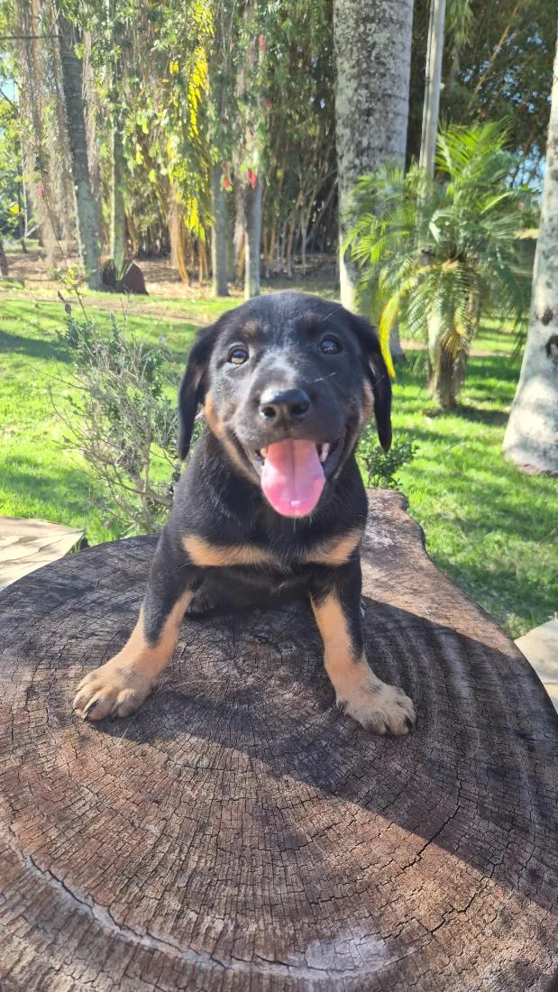 Cachorro raça SRD-ViraLata idade Abaixo de 2 meses nome Amora