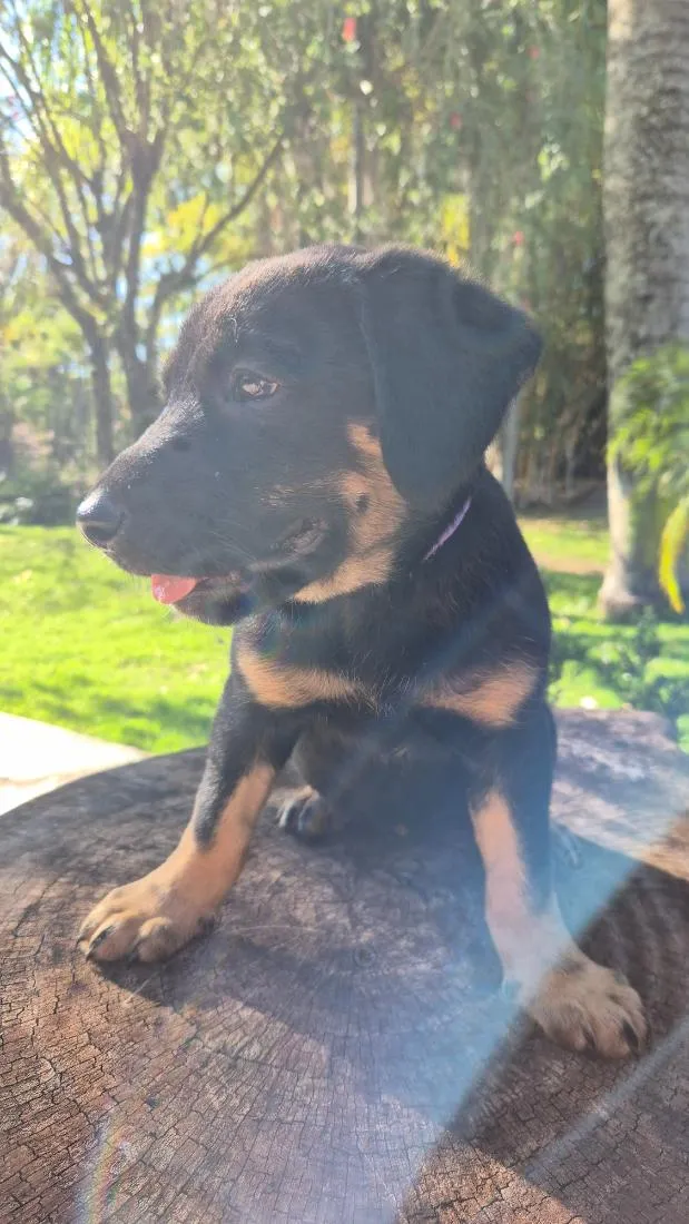 Cachorro raça SRD-ViraLata idade Abaixo de 2 meses nome Amora